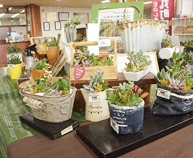 田主丸にある内山緑地建設株式会社 さんぽ道ホールの果肉植物